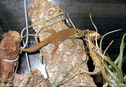 Unser 1. Foto von unseren Lygodactylus williamsi  - Zwergtaggeckos - unsere Kate � Martin Flach