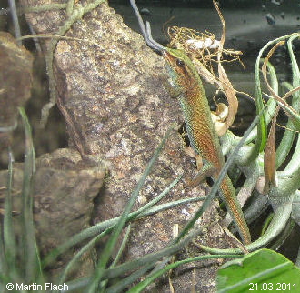 Unser Lygodactylus williamsi  - Zwergtaggecko - unsere Kate � Martin Flach