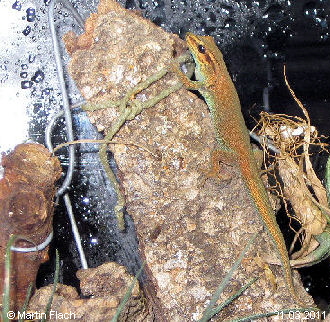 Unser Lygodactylus williamsi  - Zwerggecko - unsere Kate � Martin Flach