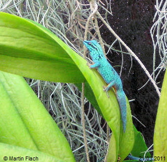Unser Lygodactylus williamsi  - Zwergtaggecko - unser William � Martin Flach