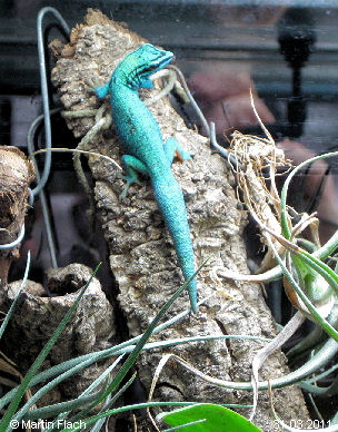 Unser Lygodactylus williamsi  - Zwerggecko - unser William � Martin Flach