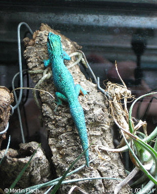 Unser Lygodactylus williamsi  - Zwergtaggecko - unser William � Martin Flach