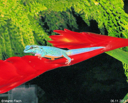 Unser Lygodactylus williamsi  - Zwerggecko-M�nnchen - unser Prinz 'William' � Martin Flach