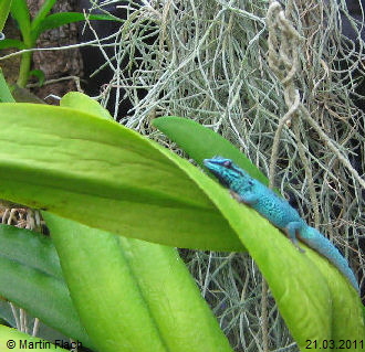 Unser 1. Foto von unseren Lygodactylus williamsi  - Zwergtaggeckos - unser William � Martin Flach