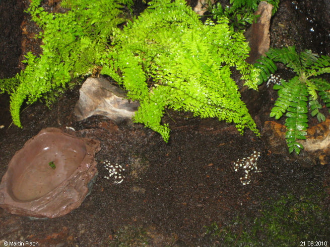 Drei Excidobates mysteriosus ca. 9 Monate alt - Baumsteigerfr�sche � Martin Flach