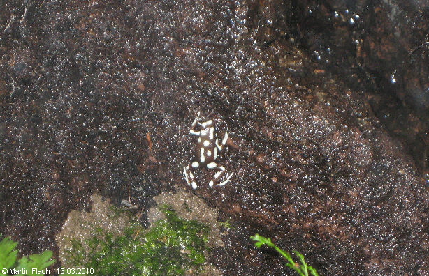 Excidobates mysteriosus ca. 6 Monate alt (Striche) - Pfeilgiftfr�sche � Martin Flach