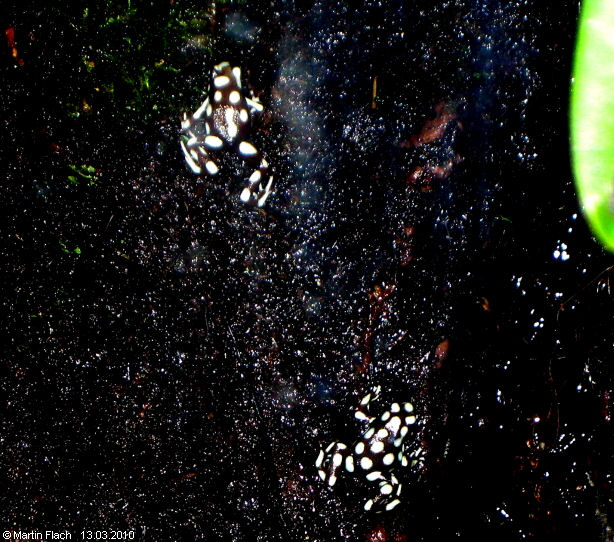 Zwei Excidobates mysteriosus ca. 6 Monate alt (Striche und Dreipunkt) - Pfeilgiftfr�sche � Martin Flach