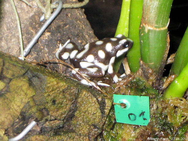 Ein kleiner Excidobates mysteriosus auf dem Epiphytenstamm (Winkel) - Pfeilgiftfr�sche � Martin Flach