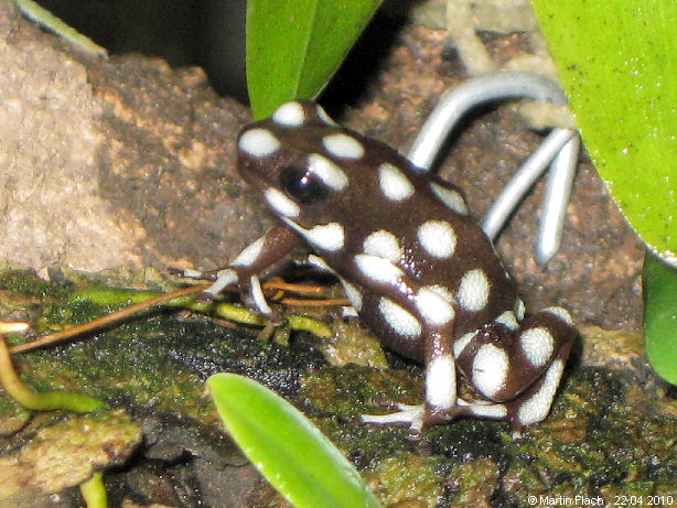 Ein weiterer kleiner Excidobates mysteriosus ganz oben auf dem Epiphytenstamm (Bohne) - Pfeilgiftfr�sche � Martin Flach