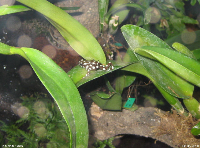 Ein Excidobates mysteriosus ca. 9 Monate alt - Baumsteigerfrosch � Martin Flach