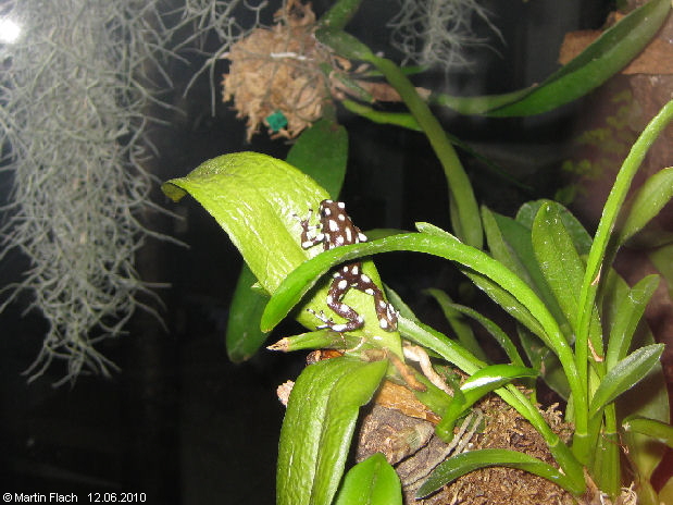 Ein Excidobates mysteriosus auf einem Epiphytenast (Strichpunktpunkt) - Pfeilgiftfrosch  � Martin Flach