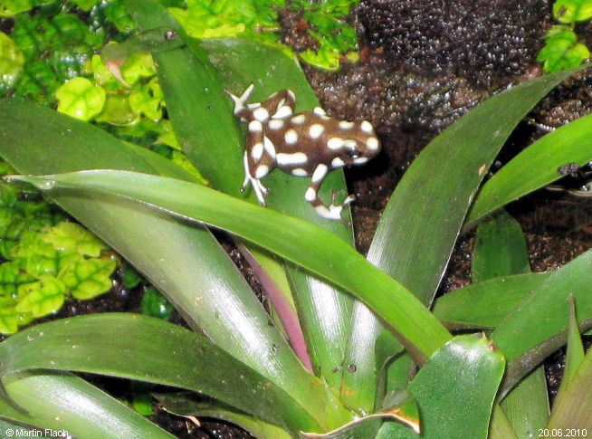 Ein kleiner Excidobates mysteriosus ca. 9 Monate alt - Pfeilgiftfrosch � Martin Flach