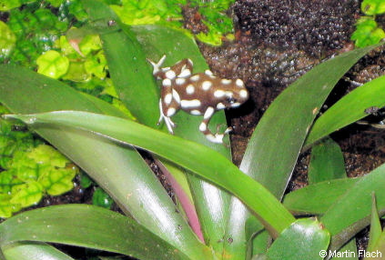 Einer unserer vier Excidobates mysteriosus oder Mara��n Baumsteiger � Martin Flach