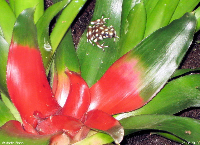 Einer unserer Excidobates mysteriosus ca. 9 Monate alt auf einer Bromelie - Pfeilgiftfr�sche � Martin Flach