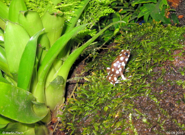 Einer unserer Excidobates mysteriosus ca. 12 Monate alt auf einem Javamoospolster - Pfeilgiftfr�sche � Martin Flach