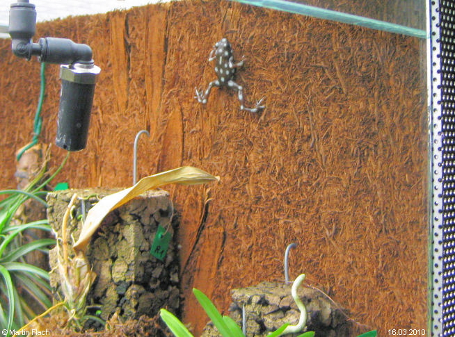 Unsere Excidobates mysteriosus ca. 6 Monate alt - Baumsteigerfr�sche � Martin Flach