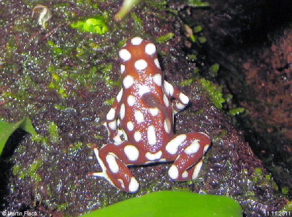 Eines unserer Excidobates mysteriosus M�nnchen - 'Casanova' mit einer Kaulquappe auf dem R�cken � Martin Flach 