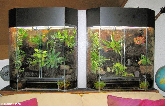 Unser 1. + 2. Amazonas-Regenwaldterrarium mit Pfeilgiftfröschen © Martin Flach Unser 1. + 2. Amazonas-Regenwaldterrarium mit Pfeilgiftfröschen © Martin Flach