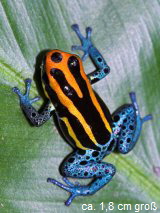 Ranitomeya amazonica 'Iquitos' � 2005 Thomas Ostrowski
