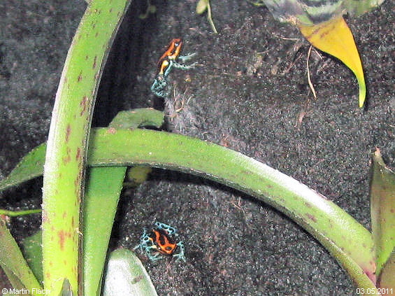 Unser neuen Bewohner in unserem neuen Regenwaldterrarium 3 Pfeilgiftfr�sche - Ranitomeya amazonica 'High Red' � Martin Flach am 03.05.2011