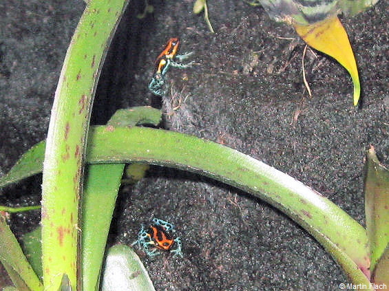 Unser neuen Bewohner in unserem neuen Regenwaldterrarium 3 Pfeilgiftfrösche - Ranitomeya amazonica 'High Red' © Martin Flach Unser neuen Bewohner in unserem neuen Regenwaldterrarium 3 Pfeilgiftfrösche - Ranitomeya amazonica 'High Red' © Martin Flach