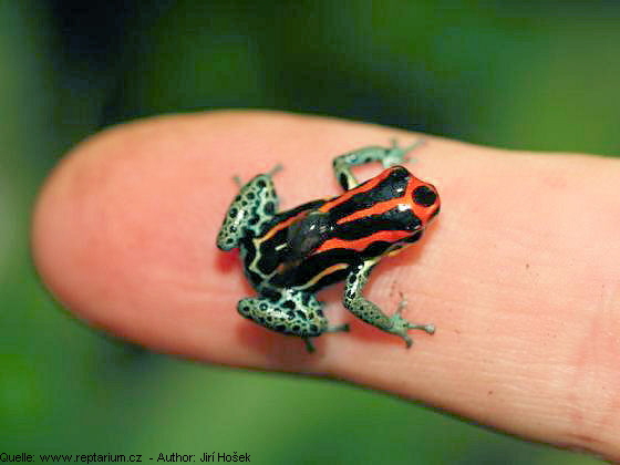 Ausgewachsenes Ranitomeya amazonica M�nnchen mit Kaulquappe auf dem R�cken. - Copyright � 2003 - 2008 Reptarium association. Content is protected by copyright law of individual authors. -  www.reptarium.cz - Author: Jir� Ho�ek 