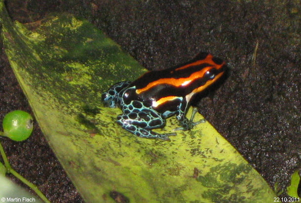 Unser Ranitomeya amazonica 'High Red' -Weibchen 'Luna' - � Martin Flach am 22.10.2011
