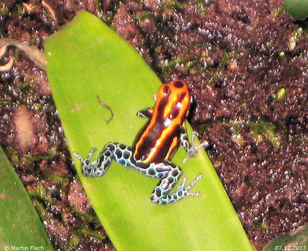Unser Männchen 'Prinz' - Ranitomeya amazonica 'High Red' © Martin Flach am 07.12.2013 Unser Männchen 'Prinz' - Ranitomeya amazonica 'High Red' © Martin Flach am 07.12.2013