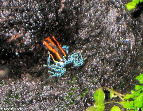 Unser Pfeilgiftfrosch-Weibchen 'Luna' - Ranitomeya amazonica 'High Red' � Martin Flach am 20.07.2011