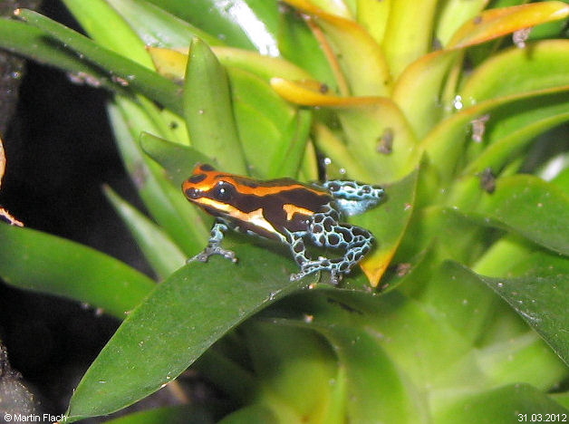 Unser Ranitomeya amazonica 'High Red' - M�nnchen 'Prinz' - � Martin Flach am 31.03.2012