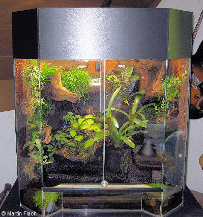 Unser 1. Amazonas-Regenwaldterrarium mit Pfeilgiftfröschen © Martin Flach Unser 1. Amazonas-Regenwaldterrarium mit Pfeilgiftfröschen © Martin Flach