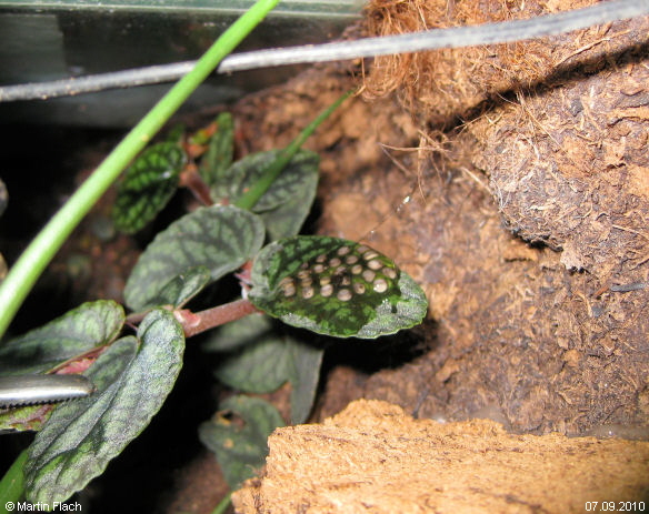 Unser erstes Gelege in unserem Regenwaldterrarium © Martin Flach Unser erstes Gelege in unserem Regenwaldterrarium © Martin Flach