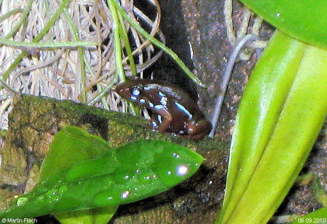 Einer unserer kleinen Fröschchen 'Epipedobates tricolor' ca. 10 Monate alt - Baumsteigerfrosch Pfeilgiftfrosch © Martin Flach Einer unserer kleinen Fröschchen 'Epipedobates tricolor' ca. 10 Monate alt - Baumsteigerfrosch Pfeilgiftfrosch © Martin Flach