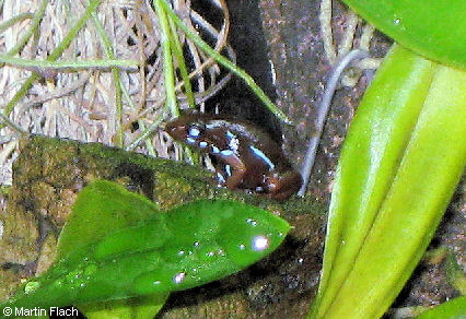 Ein kleiner 'Tricolor' ca. 10 Monate alt - Baumsteigerfrosch  Pfeilgiftfrosch � Martin Flach