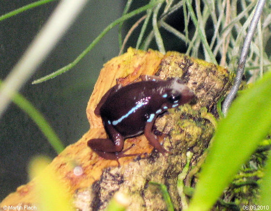 Einer unserer 'Epipedobates tricolor' ca. 10 Monate alt - Baumsteigerfrosch Pfeilgiftfrosch © Martin Flach Einer unserer 'Epipedobates tricolor' ca. 10 Monate alt - Baumsteigerfrosch Pfeilgiftfrosch © Martin Flach