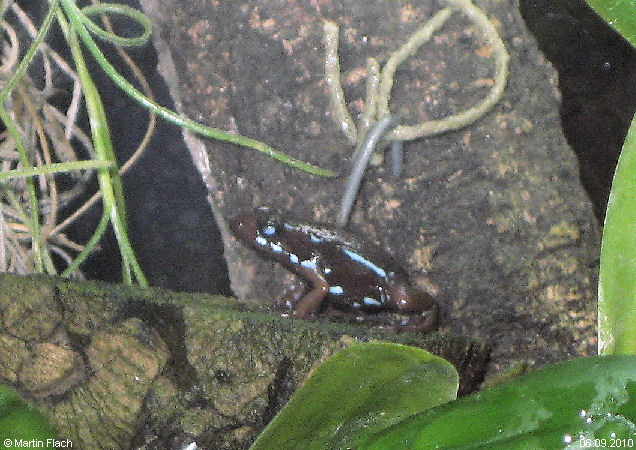 Einer unserer kleinen 'Tricolor' ca. 10 Monate alt - Baumsteigerfrosch Pfeilgiftfrosch © Martin Flach Einer unserer kleinen 'Tricolor' ca. 10 Monate alt - Baumsteigerfrosch Pfeilgiftfrosch © Martin Flach