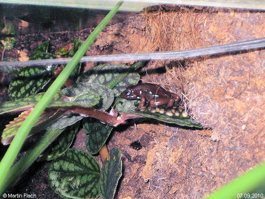 Ein Tricolor sitzt auf einem Gelege � Martin Flach