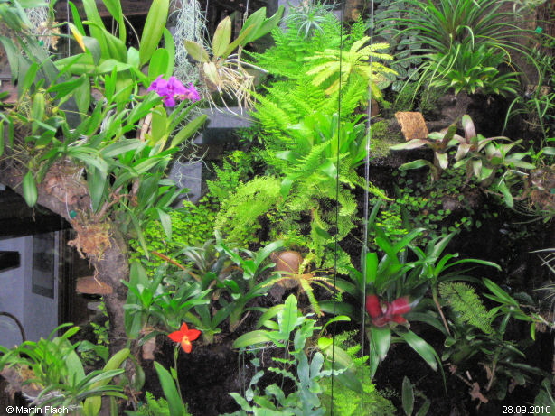 Ausschnitt aus unserem Regenwaldterrarium am 28.09.2010