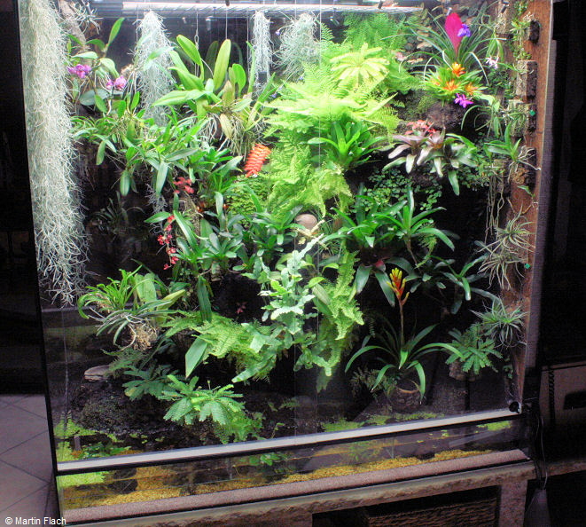 Orchideenvitrine am 24.12.2010  � Martin Flach