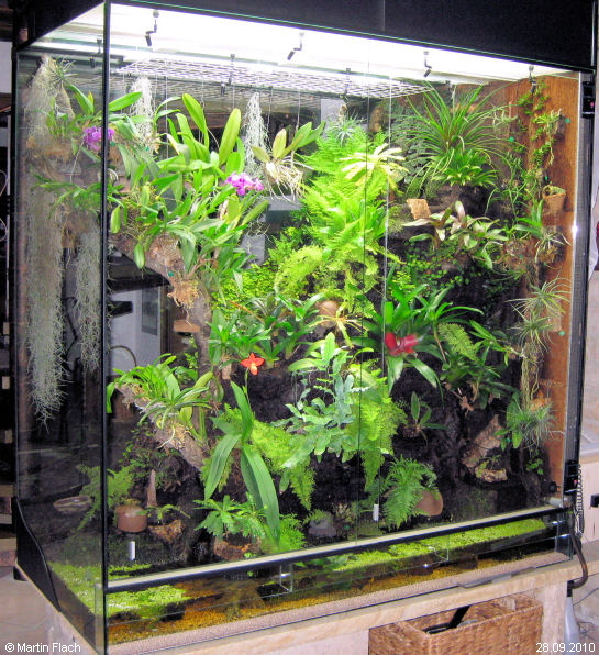 Unserer Regenwaldterrarium am 28.09.2010