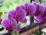 Phalaenopsis