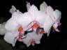 Phalaenopsis