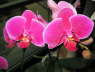 Phalaenopsis