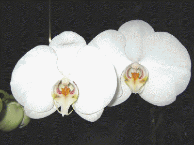 Phalaenopsis
