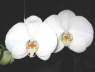 Phalaenopsis