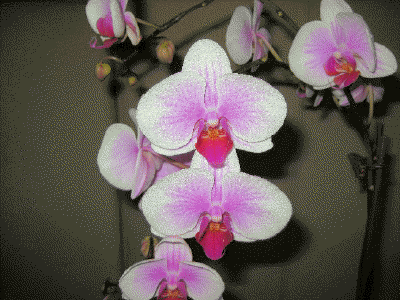 Phalaenopsis