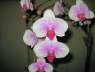 Phalaenopsis