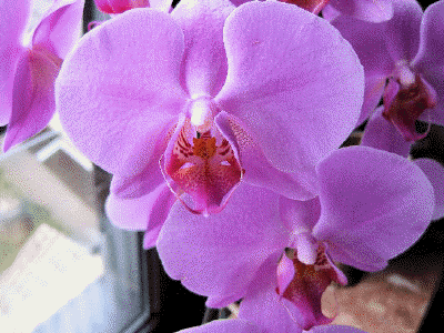 Phalaenopsis