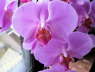 Phalaenopsis
