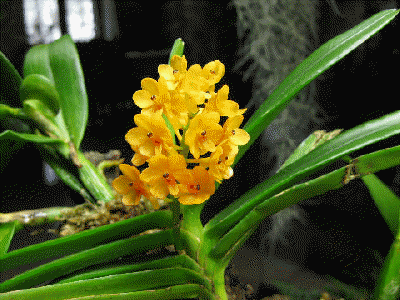 Ascocentrum miniatum Kai Gold